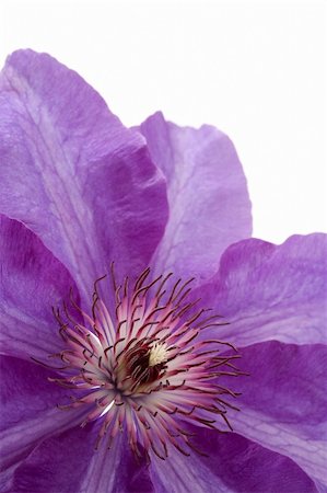 Purple Clematis flower closeup on white Photographie de stock - Aubaine LD & Abonnement, Code: 400-04569607