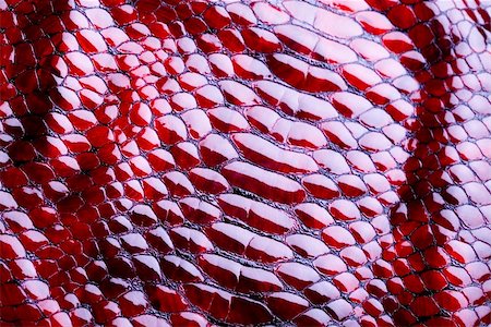 pythonschlange - Snakeskin texture - leather background Stockbilder - Microstock & Abonnement, Bildnummer: 400-04569720