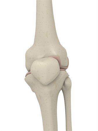 simsearch:400-05069425,k - 3d rendered anatomy illustration of a human skeletal knee Foto de stock - Super Valor sin royalties y Suscripción, Código: 400-04569889