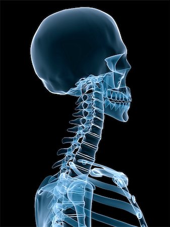 simsearch:400-04003518,k - 3d rendered x-ray illustration of a human skeleton Fotografie stock - Microstock e Abbonamento, Codice: 400-04569882