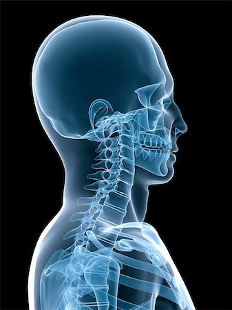 simsearch:400-04003518,k - 3d rendered x-ray illustration of a human skeleton Fotografie stock - Microstock e Abbonamento, Codice: 400-04569895