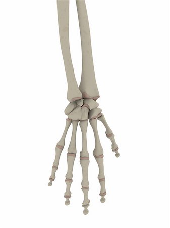simsearch:400-06394180,k - 3d rendered anatomy illustration of a human skeletal hand Foto de stock - Super Valor sin royalties y Suscripción, Código: 400-04569890