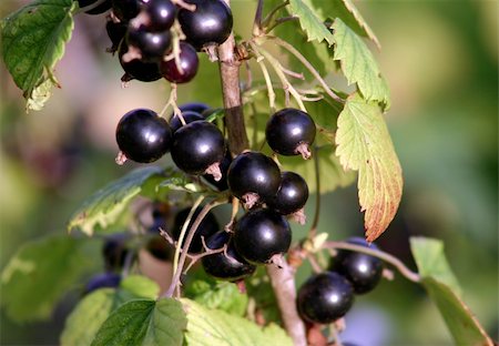 Black currant close-up. Stock Photo - Budget Royalty-Free & Subscription, Code: 400-04560031