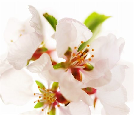 simsearch:400-04961751,k - Macro of pink cherry blossoms isolated on white background Stock Photo - Budget Royalty-Free & Subscription, Code: 400-04560076