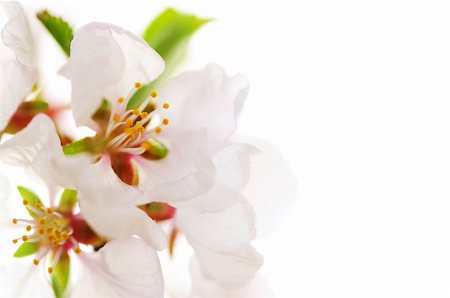 simsearch:400-05066044,k - Macro of pink cherry blossoms isolated on white background Foto de stock - Royalty-Free Super Valor e Assinatura, Número: 400-04560077