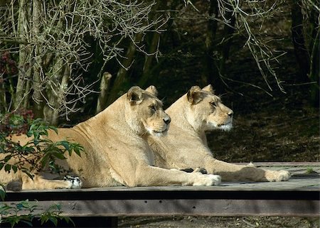 Two lions Stockbilder - Microstock & Abonnement, Bildnummer: 400-04560298