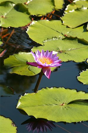 Water flower Stock Photo - Budget Royalty-Free & Subscription, Code: 400-04560706