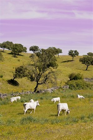 Alentejo landscape in Portugal with cows in the wild Stock Photo - Budget Royalty-Free & Subscription, Code: 400-04560785