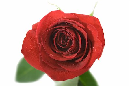 A Single red rose,close-up .Isolated On white background. Stock Photo - Budget Royalty-Free & Subscription, Code: 400-04560828