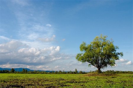 Lonely tree onmeadow with interesting clouds Stockbilder - Microstock & Abonnement, Bildnummer: 400-04560856