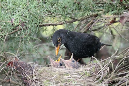 a blackbird feeding little birds in their nest Stock Photo - Budget Royalty-Free & Subscription, Code: 400-04560876