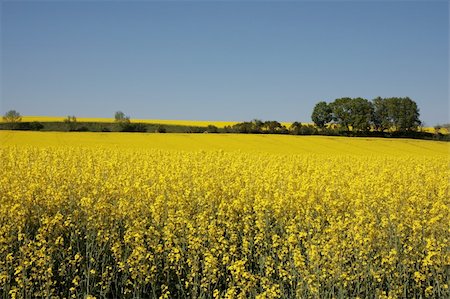 simsearch:400-06856670,k - yellow canola field on a sunny day in mid spring Photographie de stock - Aubaine LD & Abonnement, Code: 400-04560877