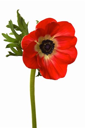 simsearch:400-04010093,k - Beautiful brightly red flower on a white background Foto de stock - Super Valor sin royalties y Suscripción, Código: 400-04561086