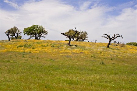 Spring landscape in Alentejo - Portugal Stock Photo - Budget Royalty-Free & Subscription, Code: 400-04561121