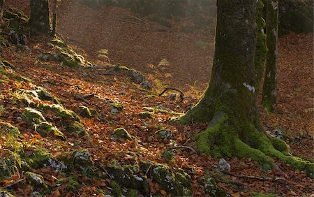 simsearch:400-04276166,k - The light through the forest in autumn season Foto de stock - Royalty-Free Super Valor e Assinatura, Número: 400-04561588