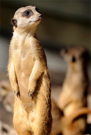 simsearch:400-05011118,k - Slender-tailed suricate on guard for his family Foto de stock - Super Valor sin royalties y Suscripción, Código: 400-04561596
