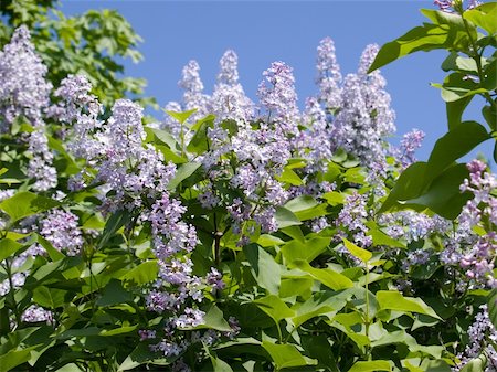 dragunov (artist) - Blooming lilac over the blue sky Stock Photo - Budget Royalty-Free & Subscription, Code: 400-04561598