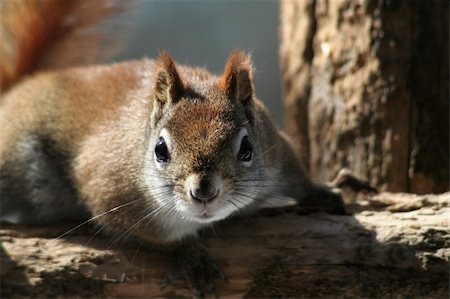 A red squirrel sitting on a post. Stockbilder - Microstock & Abonnement, Bildnummer: 400-04561773