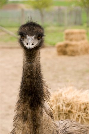 Headshot of an Emu at a farm in rural Wisconsin. Photographie de stock - Aubaine LD & Abonnement, Code: 400-04561784