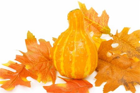 simsearch:400-05674539,k - pumpkin with leaves isolated against white background Stock Photo - Budget Royalty-Free & Subscription, Code: 400-04561913