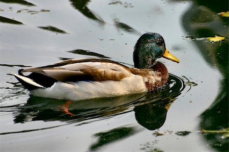 solitario (hombre) - male colorful duck Foto de stock - Super Valor sin royalties y Suscripción, Código: 400-04561925