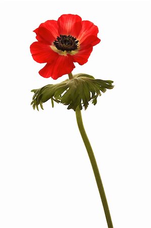 simsearch:400-04275620,k - Beautiful brightly red flower on a white background Photographie de stock - Aubaine LD & Abonnement, Code: 400-04562143