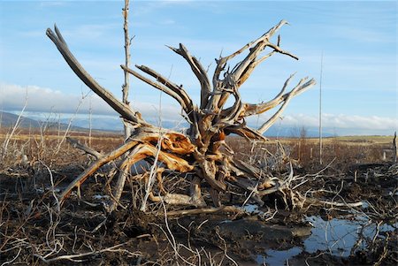 dry swamps - Environmental problems. Northwest part of Russia Stock Photo - Budget Royalty-Free & Subscription, Code: 400-04562173
