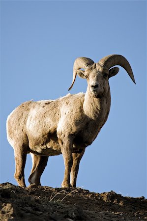 simsearch:400-04262308,k - bighorn sheep (Ovis canadensis) atop a cliff in late sun Stock Photo - Budget Royalty-Free & Subscription, Code: 400-04562253