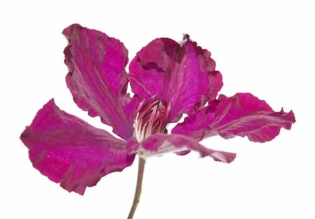 purple clemtis isolated on white Photographie de stock - Aubaine LD & Abonnement, Code: 400-04562334