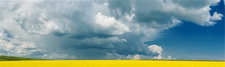 simsearch:400-07295947,k - panoramic view of flowering rape field with cloudy sky Fotografie stock - Microstock e Abbonamento, Codice: 400-04562361