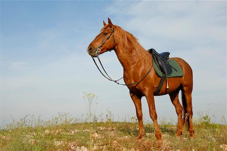simsearch:400-04660370,k - portrait of a beautiful brown stallion attentive in a field Photographie de stock - Aubaine LD & Abonnement, Code: 400-04562377