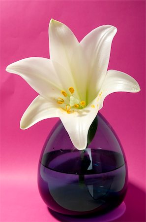 simsearch:400-04095393,k - White lily on pink background in blue vase Fotografie stock - Microstock e Abbonamento, Codice: 400-04562716