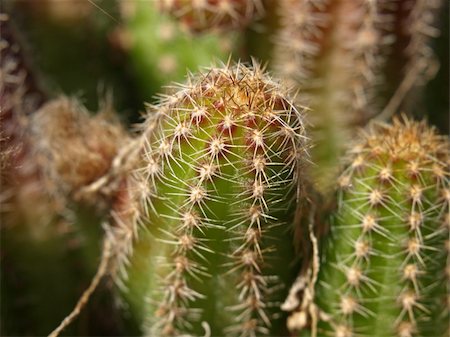 close-up image of a cactus plant : echinocereus engelmanni Stockbilder - Microstock & Abonnement, Bildnummer: 400-04562730