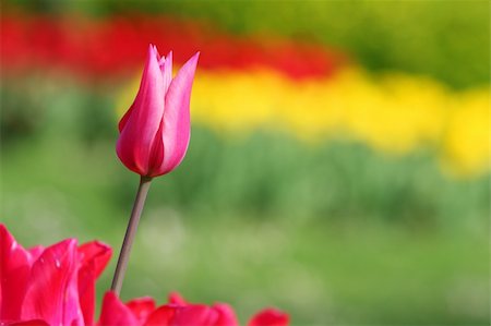 simsearch:400-08400581,k - Colorful and beautiful tulips in a nature environment in holland Photographie de stock - Aubaine LD & Abonnement, Code: 400-04562741
