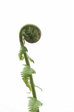 curled young fern leaf Stock Photo - Budget Royalty-Free & Subscription, Code: 400-04562841