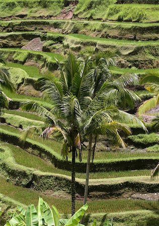 Rice terraces on Bali. Indonesia Stock Photo - Budget Royalty-Free & Subscription, Code: 400-04562843