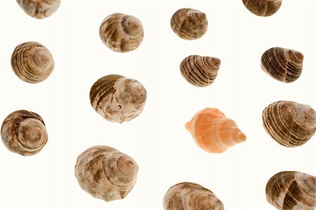 One radically unique shell in a collection of similar shells. Stockbilder - Microstock & Abonnement, Bildnummer: 400-04562861