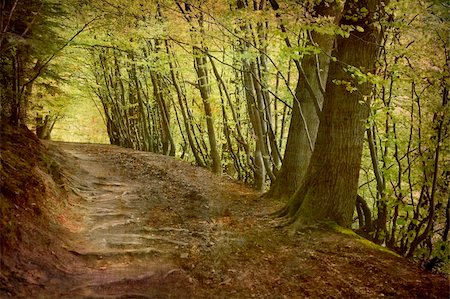 simsearch:400-05071947,k - Artistic work of my own in retro style - Postcard from Denmark. - Beech forest. Foto de stock - Super Valor sin royalties y Suscripción, Código: 400-04563174