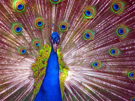 Peacock in Full Display blue green red yellow Stock Photo - Budget Royalty-Free & Subscription, Code: 400-04563338