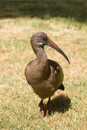 Hadada Ibis (Bostrychia Hagedash) Fotografie stock - Microstock e Abbonamento, Codice: 400-04563377