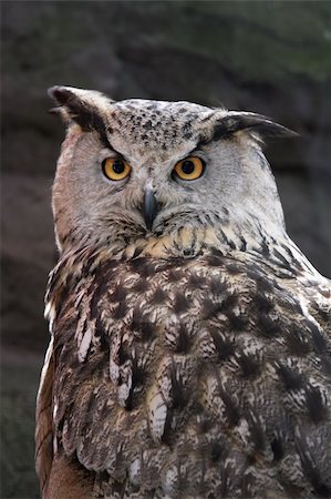 Eagle owl, Bubo Bubo. Stock Photo - Budget Royalty-Free & Subscription, Code: 400-04563568