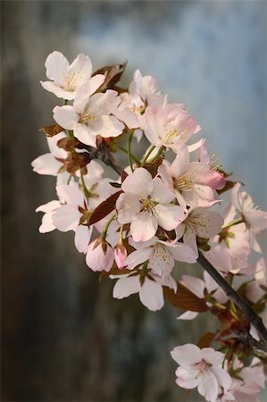 Branch of Japanese cherry in blossom Stock Photo - Budget Royalty-Free & Subscription, Code: 400-04563843