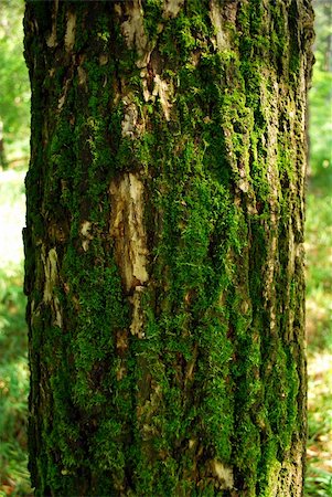 fatbob (artist) - Moss on the bark, tree disease Stock Photo - Budget Royalty-Free & Subscription, Code: 400-04574082