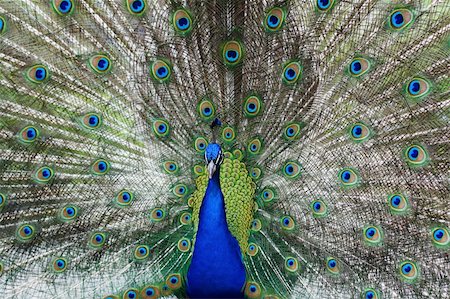 colorful Peacock peafowl with his tail feathers Stock Photo - Budget Royalty-Free & Subscription, Code: 400-04574163