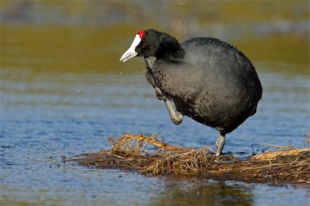foulque - A redknobbed coot (Fulica cristata) standing on floating vegetation, South Africa Photographie de stock - Aubaine LD & Abonnement, Code: 400-04574568