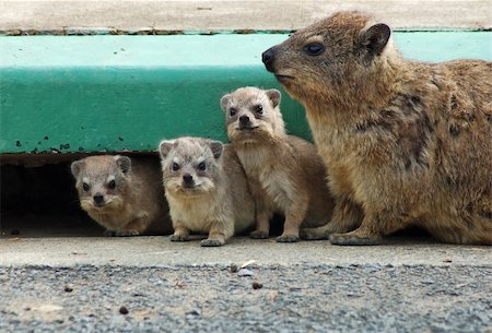 Cape Hyrax, or Rock Hyrax, (Procavia capensis) wild in South Africa. Fotografie stock - Microstock e Abbonamento, Codice: 400-04574763