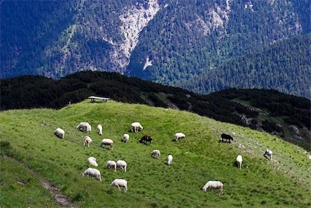 seefeld - Sheep on Top in the Alps - Seefelder Spitze ( 2220 m),  Austria. Foto de stock - Super Valor sin royalties y Suscripción, Código: 400-04575085