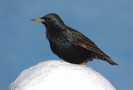 simsearch:400-04085919,k - European Starling (Sturnus vulgaris) in snow on a blue background Foto de stock - Super Valor sin royalties y Suscripción, Código: 400-04575278