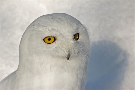 Female Snowy Owl Stock Photo - Budget Royalty-Free & Subscription, Code: 400-04575295