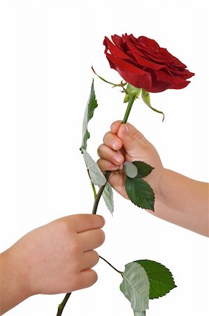 Kids hands with flower - isolated Stock Photo - Budget Royalty-Free & Subscription, Code: 400-04575321
